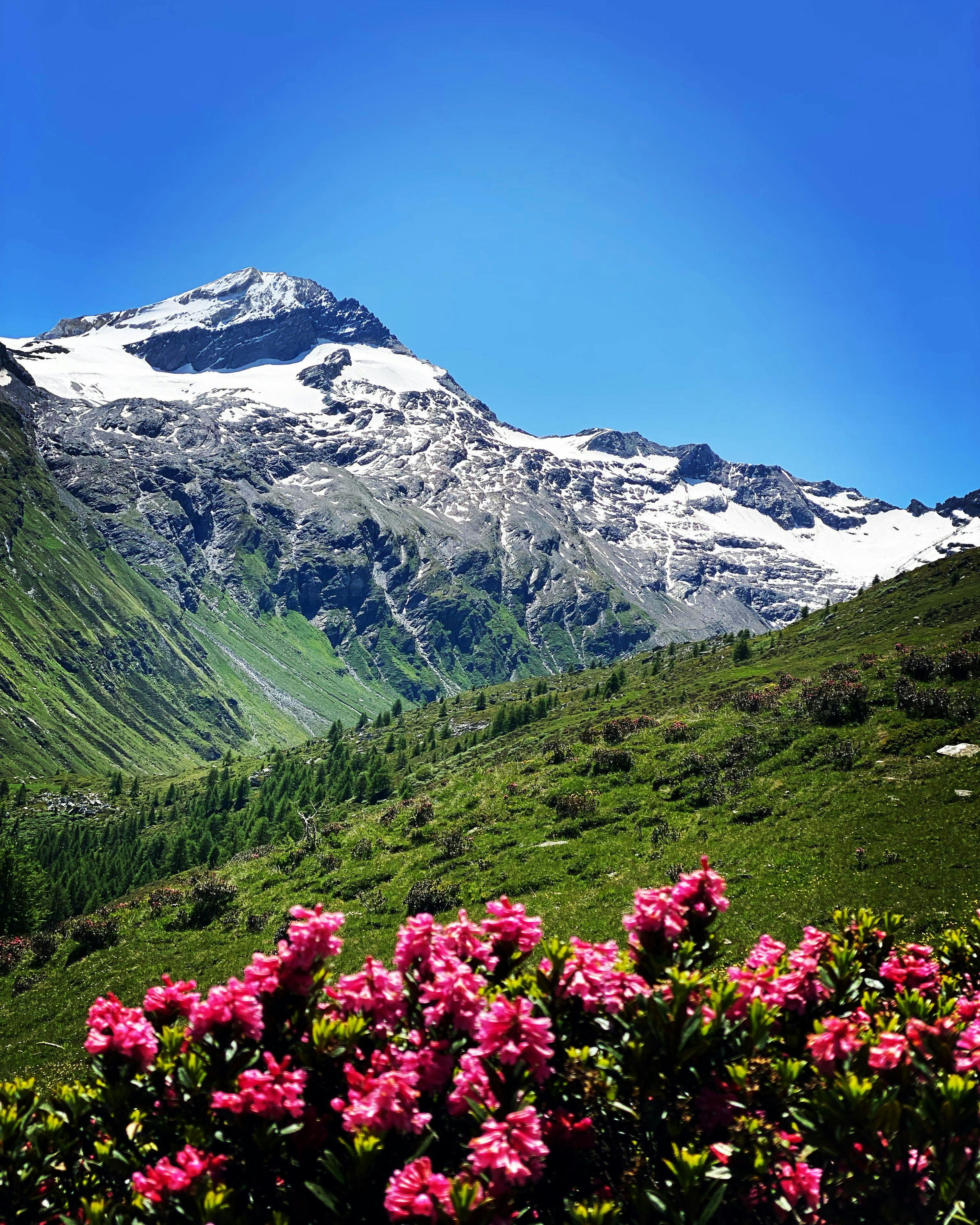 snow capped mountaintops with wild azaleas